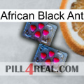 African Black Ant 14